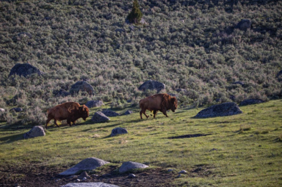 Bison
Yellowstone Lamar Valley